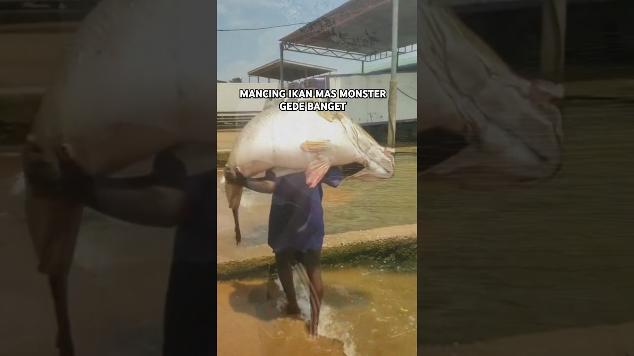 Mancing ikan Mas Monster Jumbo Bangett guyss #fishing #shorts