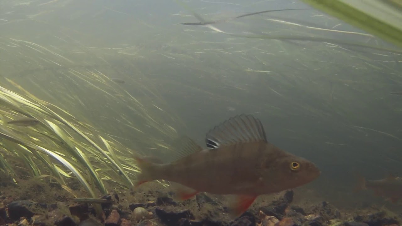throop underwater