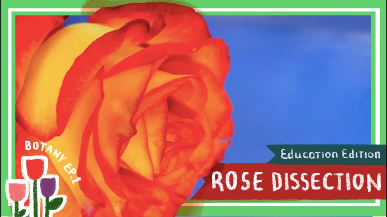 Rose (Flower) Dissection || A Rose by Any Other Name Would Smell as Sweet [EDU]