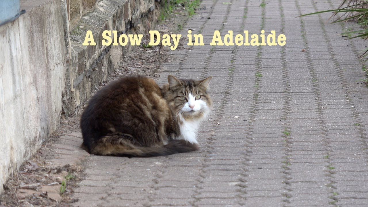 A Slow Day in Adelaide CBD | Botanic Garden + Gallery + Museum + Library | Silent Vlog