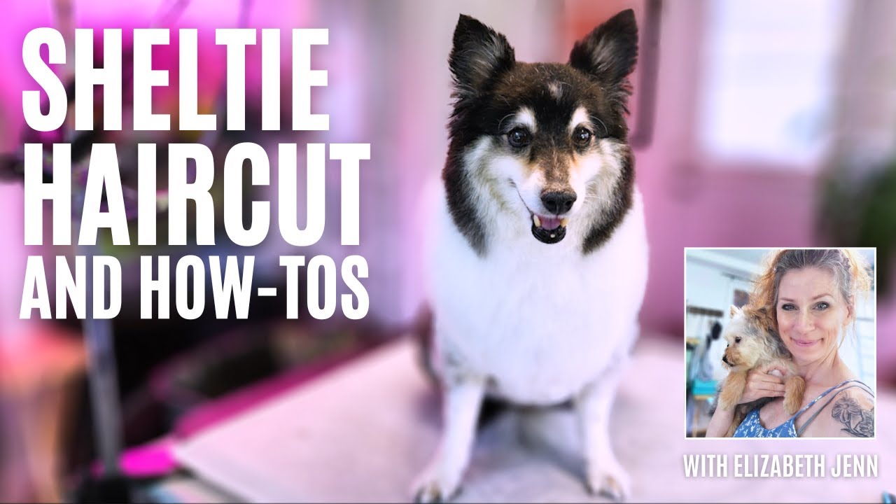 Sheltie Full Grooming Tips (learn while I groom)