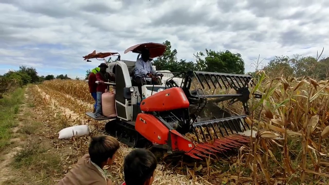 HARVESTING OUR OWN CORN FIELD🌽 | SALAMAT PO SA BLESSING☝️ | VLOG24