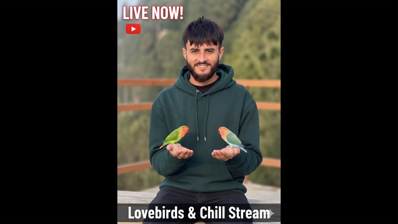 Live Lovebirds 🕊️ | Peaceful Bird Watching & Relaxing Nature Stream
