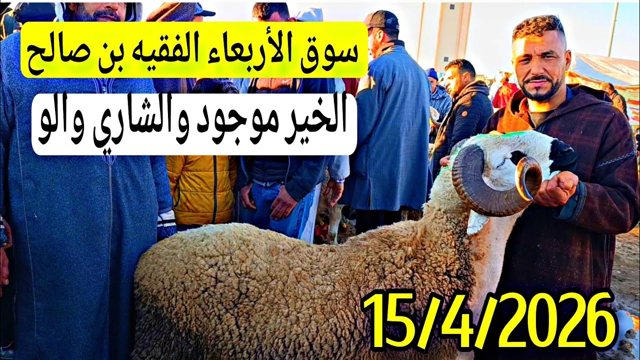 مباشرة من سوق الأربعاء الفقيه بن صالح الخروف الكسابي والحولي والحولية عيد الأضحى تاريخ 15/4/2026🐑🐏