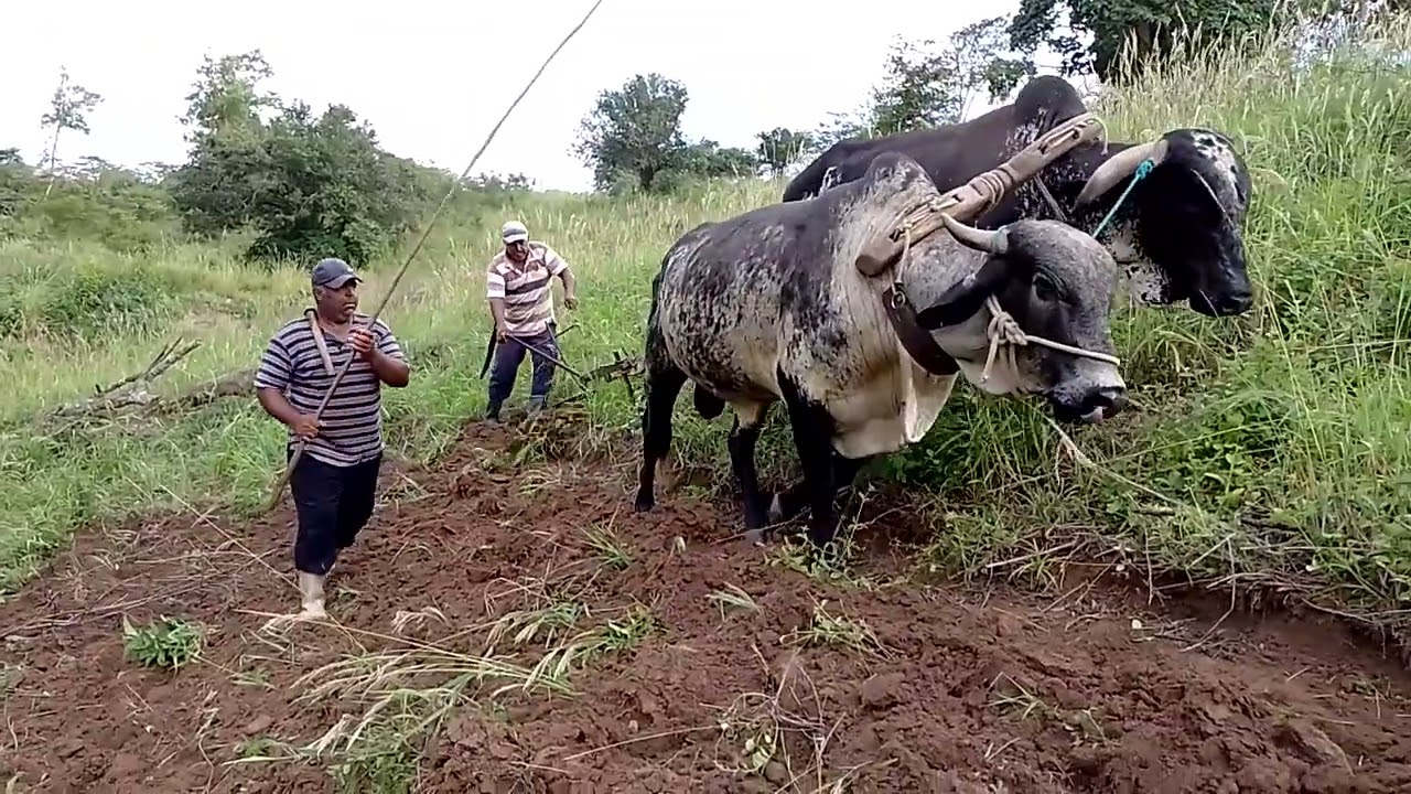 os bois arando terra