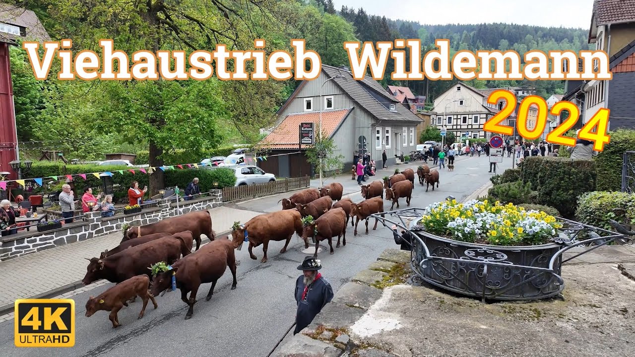 Viehaustrieb Wildemann 2024
