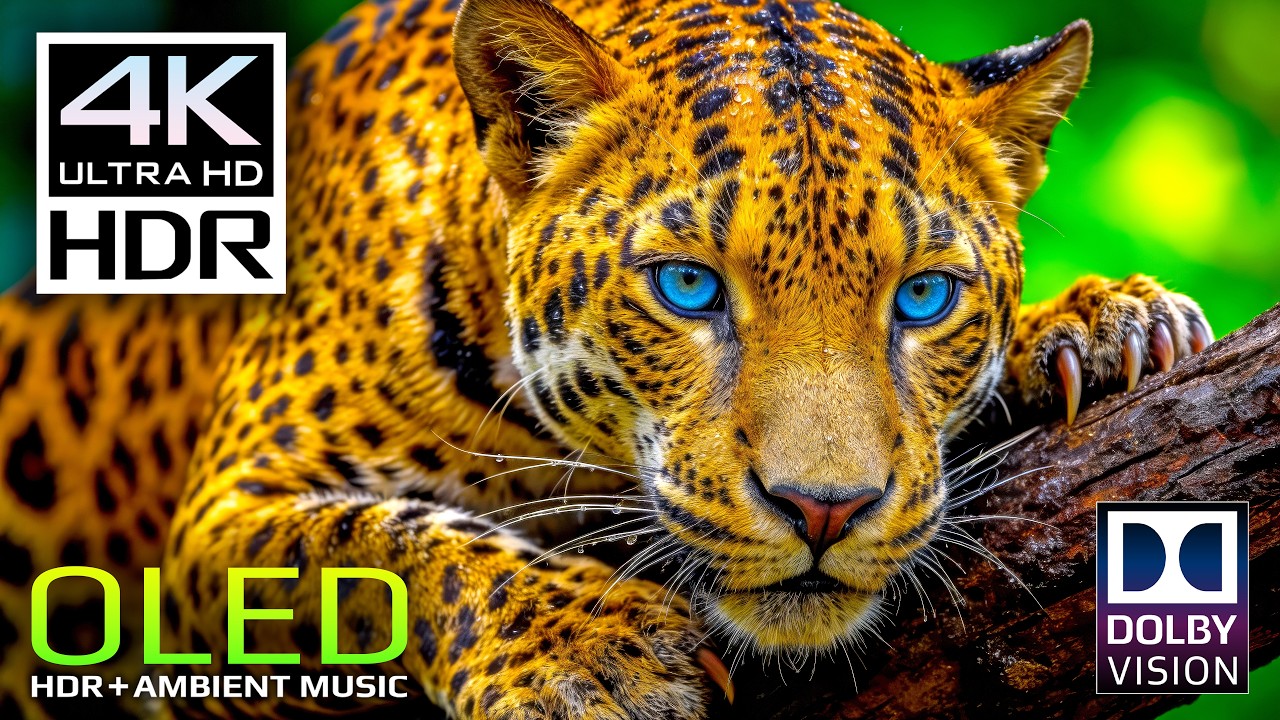 🦁 Breathtaking Wild Animals in Dolby Vision HDR Video 4K 120 FPS (8K Video ULTRA HD TV)