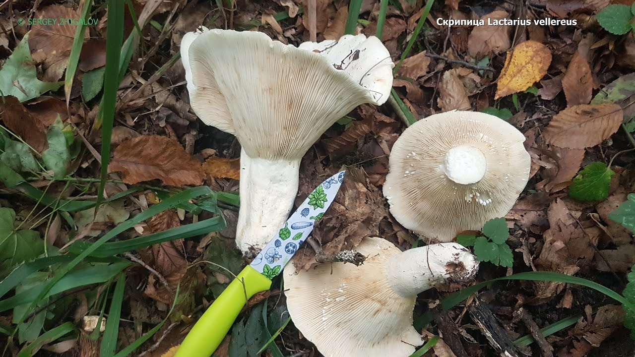 Скрипица Lactarius vellereus Лечебные свойства Часть 2