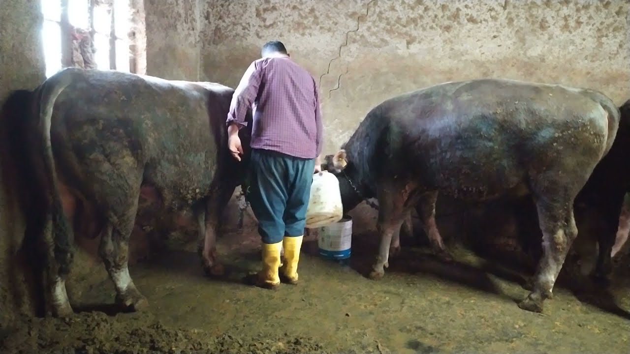 Simental ve Montofon Danalar