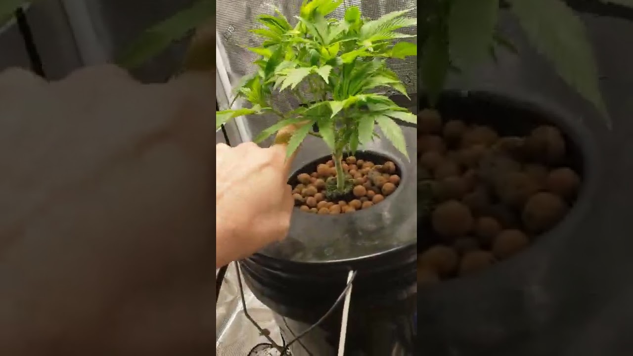 Deep Water Culture (DWC) pH issue resolved