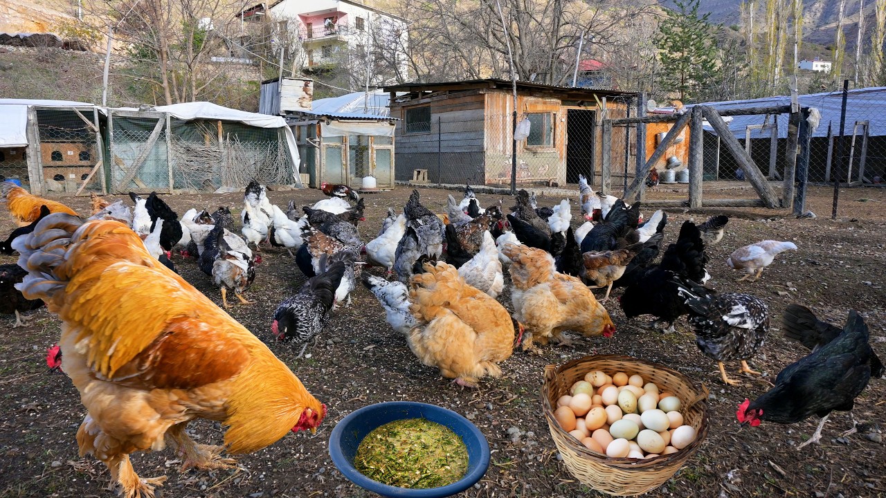 Farm Chores - Collecting Wild Chicken Eggs - Natural Calcium Feed for Chickens - Chick Hatching