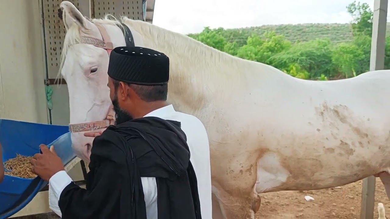 Sarkar Abu Bakar Ashrafi Qadri Saheb Qibla Ka Nayab Ghoda Malik Par ShafQat Karte Huwe Masha Allah