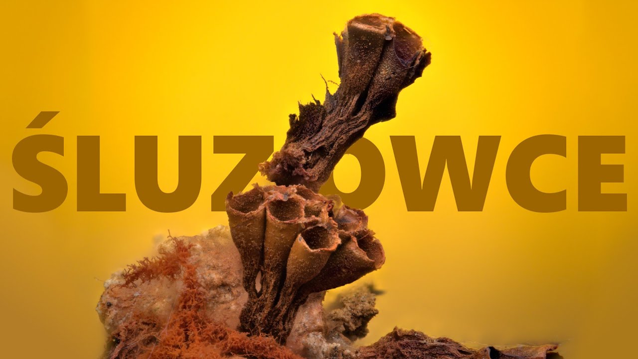 👽 Śluzowce w makrofotografii - technika FOCUS STACKING. Wykonanie zdjęcia + łączenie w Helicon Focus