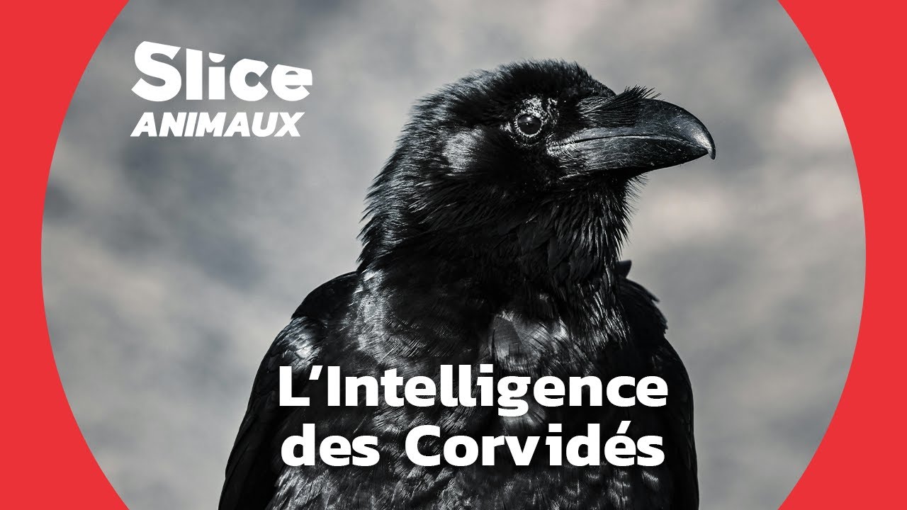 Les Corbeaux : Des Oiseaux Très Intelligents I SLICE ANIMAUX