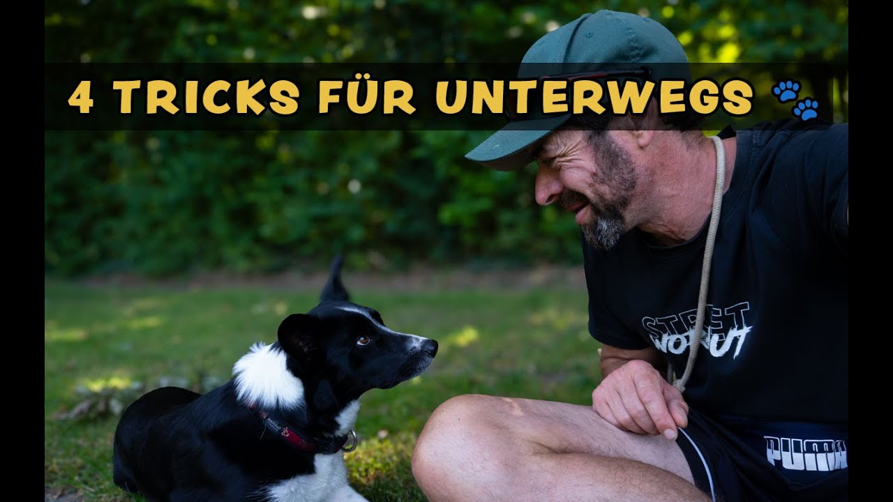 4 geniale &Uuml;bungen f&uuml;r unterwegs &ndash; geistige Auslastung f&uuml;r deinen Hund!