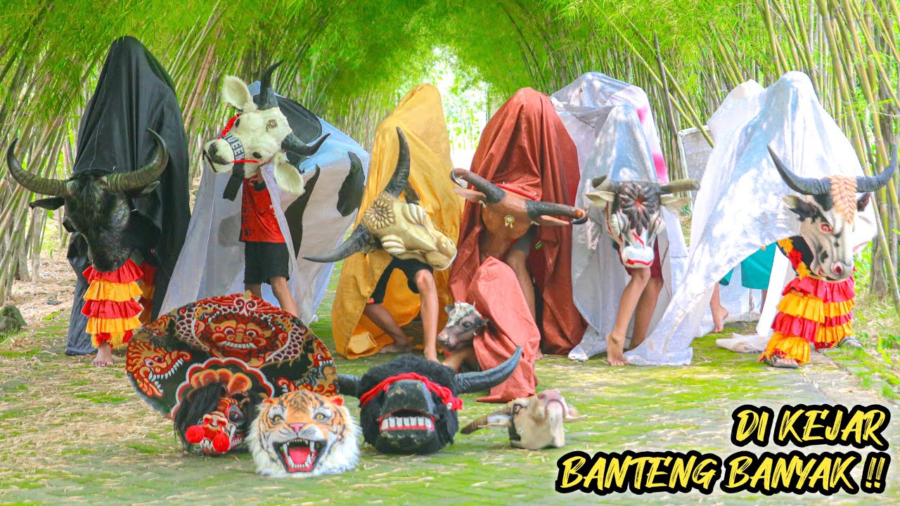 DI KEJAR BANTENG BANYAK 🐂😮‼️#bantengan #barongan 