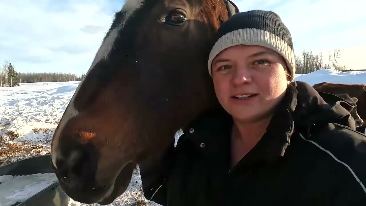 Кони коровы -30