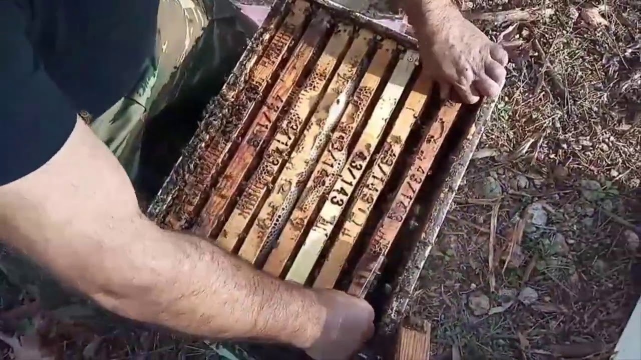 Λίγο πριν τον 1ο τρύγο μελιού στα Πεύκα. Ευβοια Οκτωβριος 2020