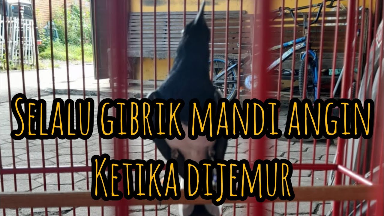 awal merawat burung agar cepat gacor.