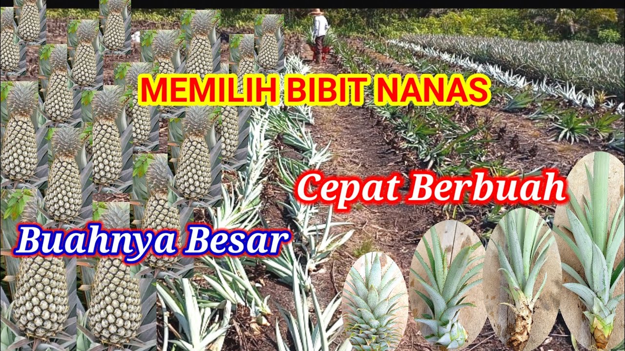 Cara Memilih Bibit Nanas Agar Cepat Berbuah Dan Besar #budidayananas #petaninanas #manfaatbuahnanas