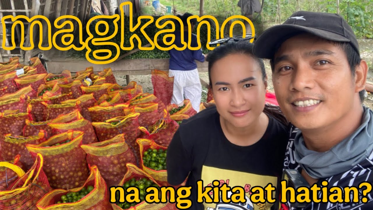  MAGKANO ANG KITA SA PAUNANG HARVEST NG KALAMANSI AT AMPALAYA