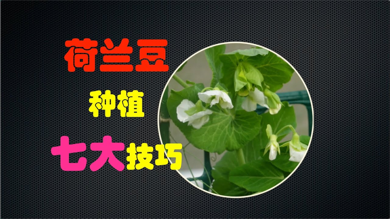 种植“荷兰豆”的七大技巧 (第33期) How to grow snow beans (Ep33)