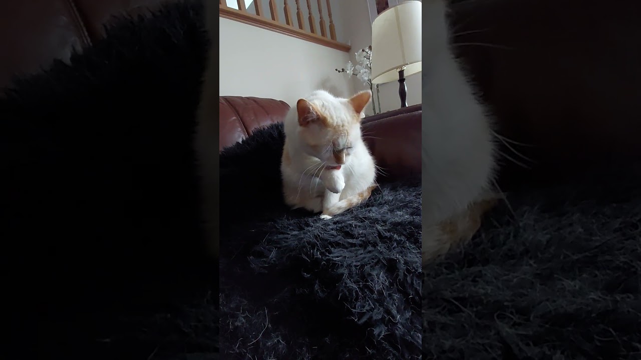 maomao grooming.