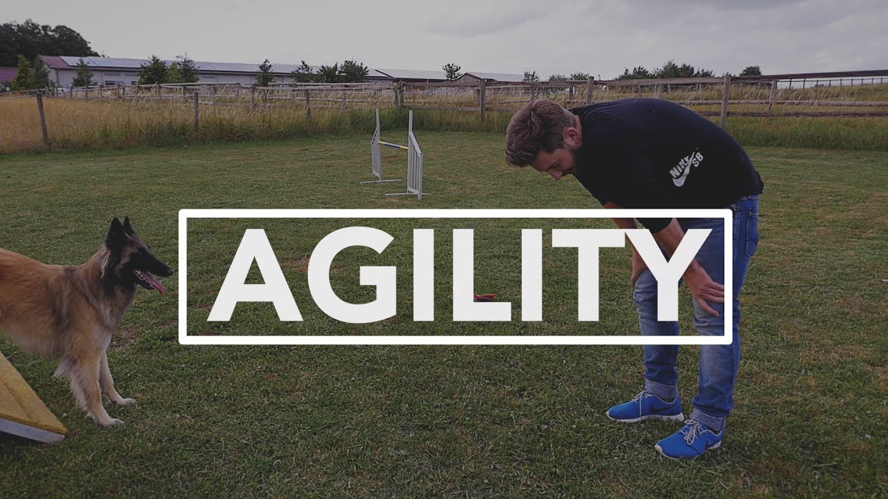 Lass mich mal: Agility machen