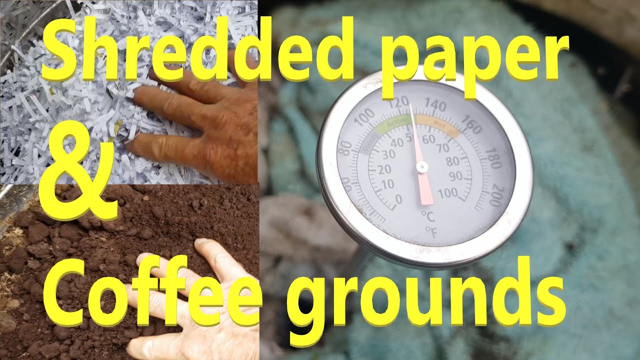 Coffee grounds & shredded paper compost/worm farm experiment. Six months in a washing machine barrel