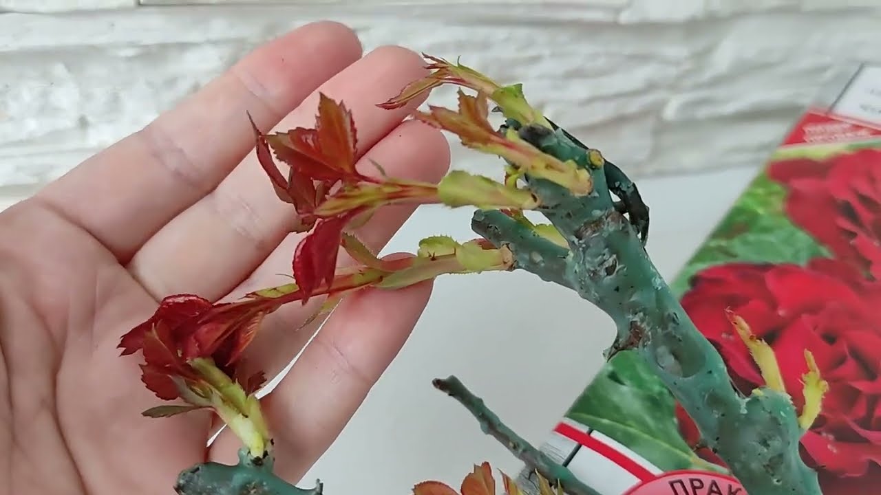 Роза из коробки проросла. Как её спасти и что с корнями?