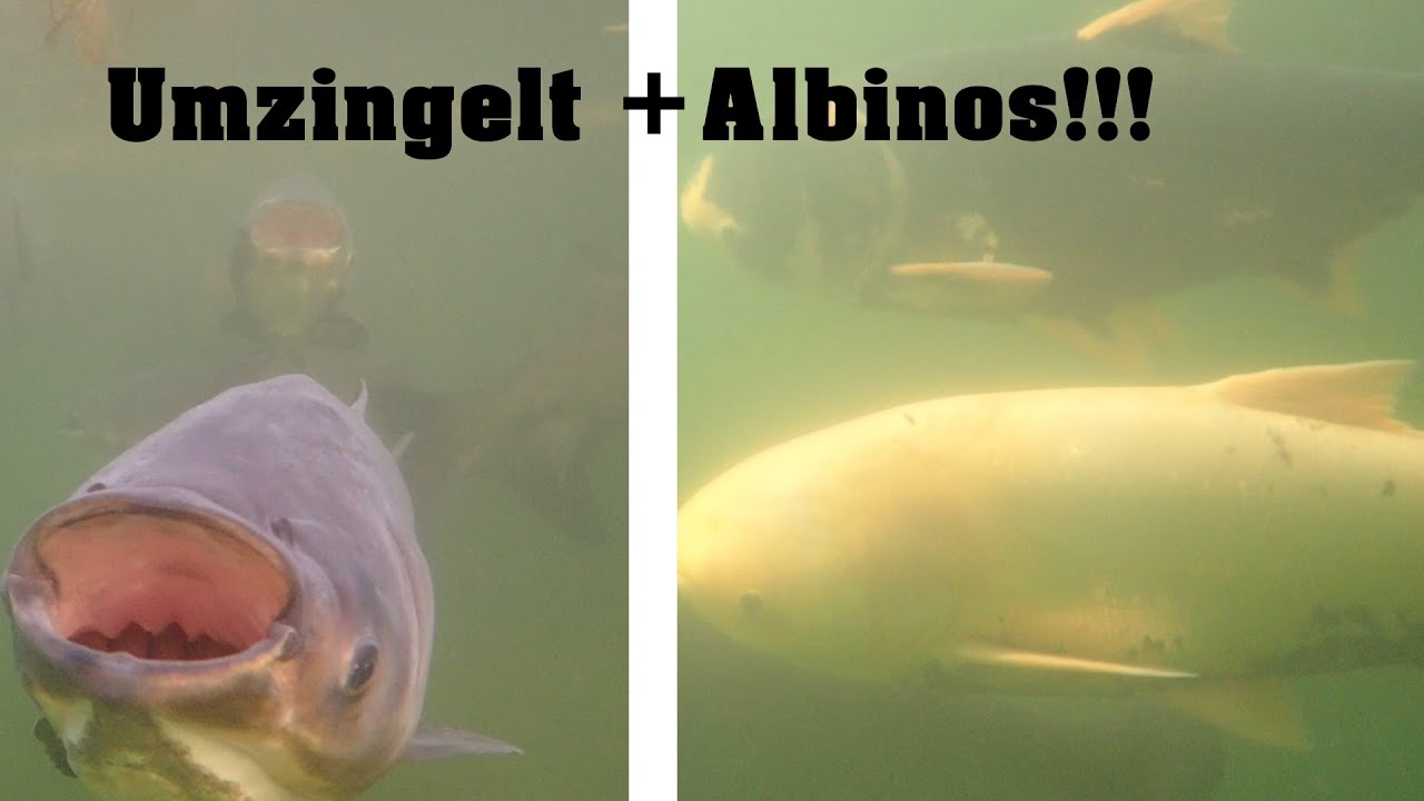 UMZINGELT von 30 Silberkarpfen + Goldenr ALBINO | Schnorcheln-Deutschland