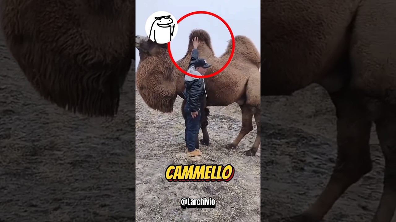 NELLA GOBBA DEL CAMMELLO NON C'&Egrave; ACQUA 😱 #curiosit&agrave;