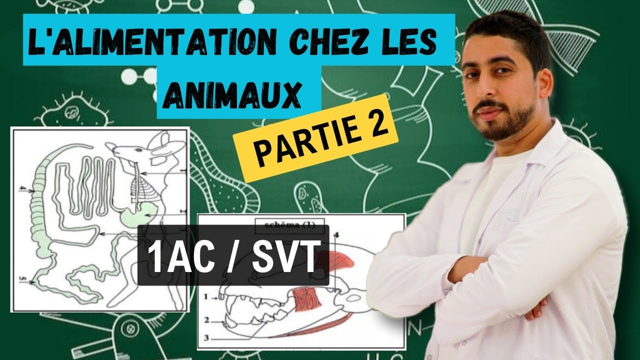 1AC : L'alimentation chez les animaux ✓ Cours complet | Partie 2 🔥أبسط مافي الشرح 💯
