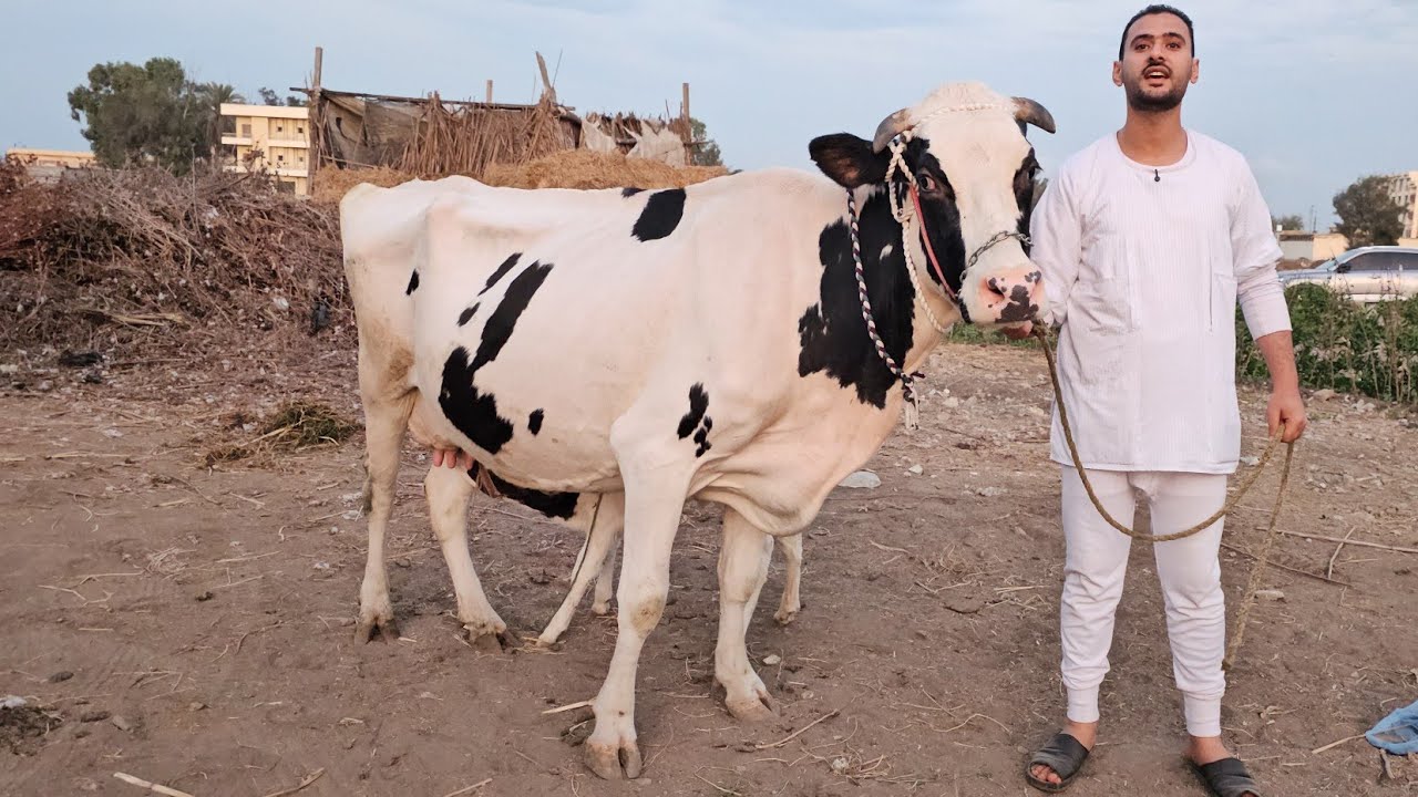 ‏اللهم صلي على النبي عرض بشائر الربيع الفصيح يعود من جديد بمفاجاة جديده بقر والد ولبن  بسعر مش موجود
