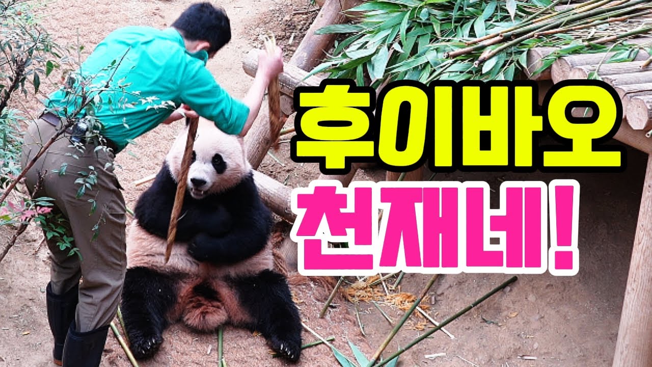 후이바오 천재네!😱송바오가 후이의 죽순을 갑자기 뺏자 바로..😍루이바오 정말 감동이다😢영어 자막 포함🐼Panda World🐼