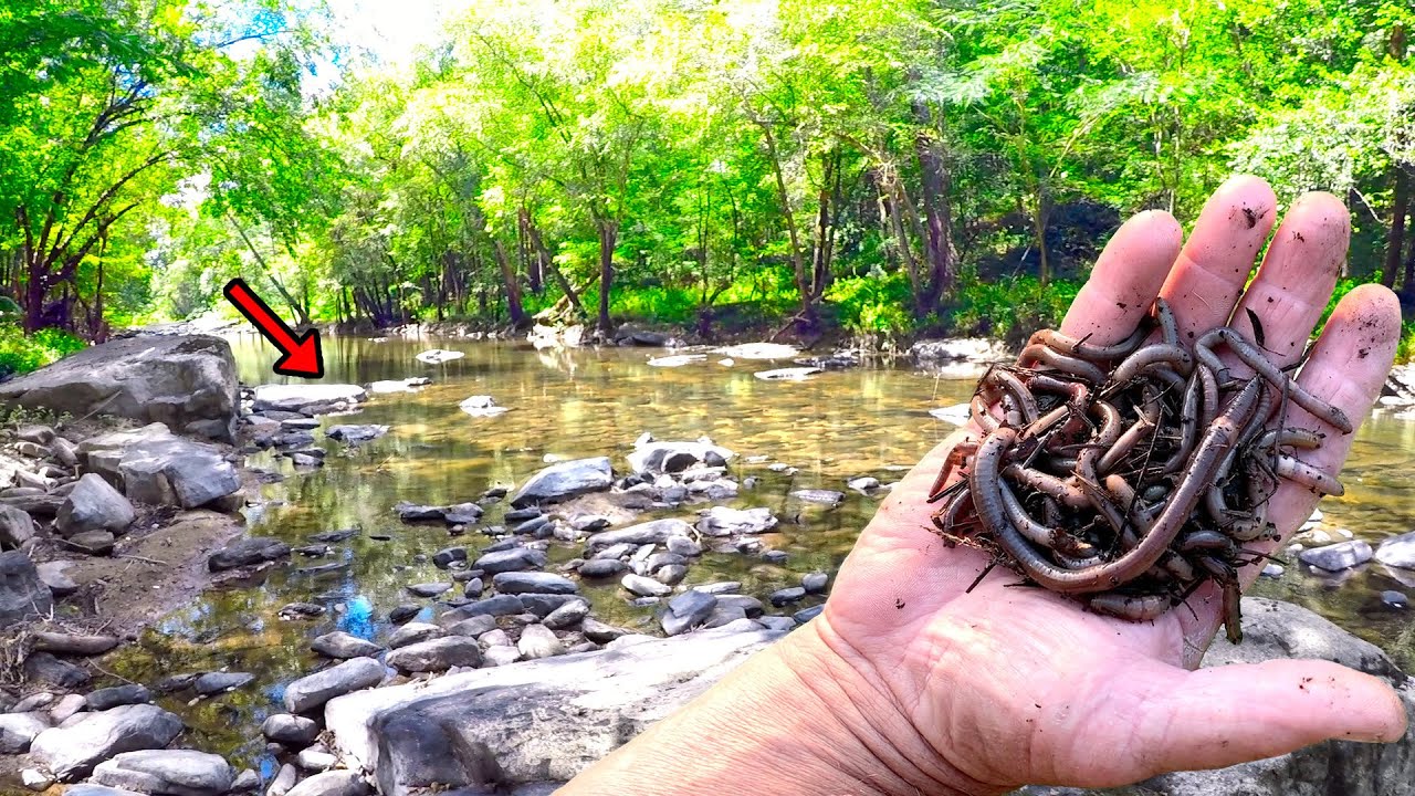 How To Catch TONS Of Fish In Your Local Creek With Worms From Your Backyard!