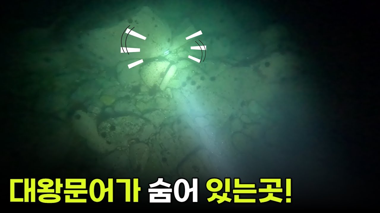 대왕문어가 숨어 있는곳!!!