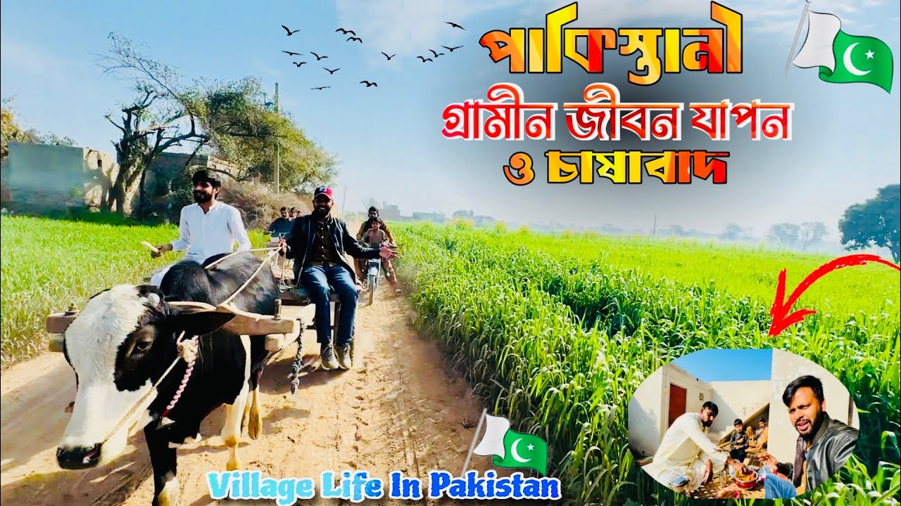 পাকিস্তানী 🇵🇰পাঞ্জাবীদের গ্রামীন জনপদ ॥ Village Life In Pakistan 🇵🇰 ॥ পাকিস্তানী গ্রামীণ জীবন ও কৃষি