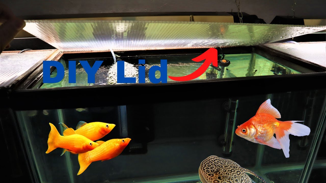 Best DIY Lids For Aquariums UNDER 3$