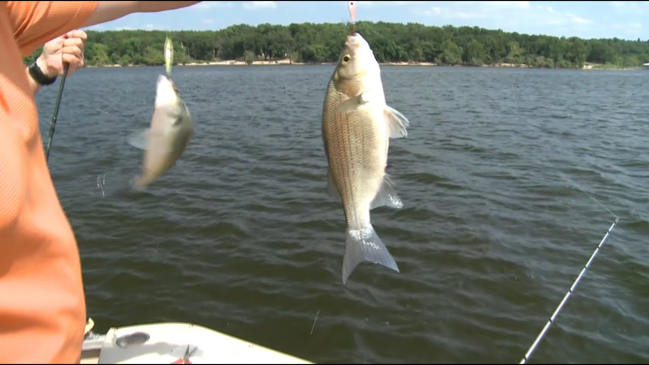 Summertime White Bass fishing with Bendable Minnow spoons!