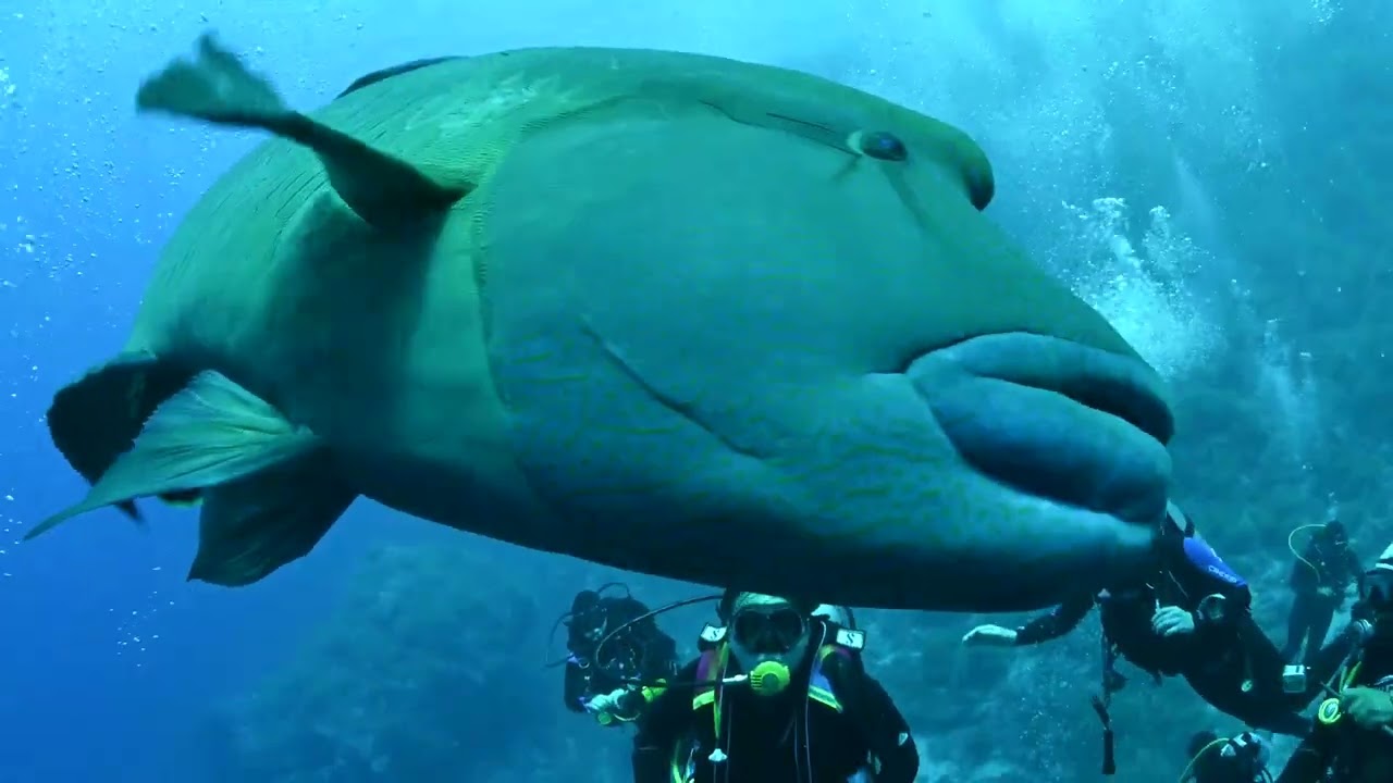 Napoleon Crveno more Jug 2022