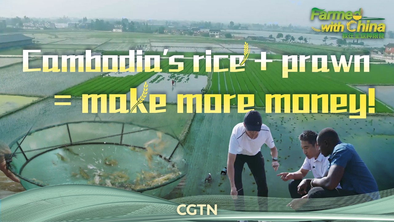 Cambodia's rice and prawn equals making more money!