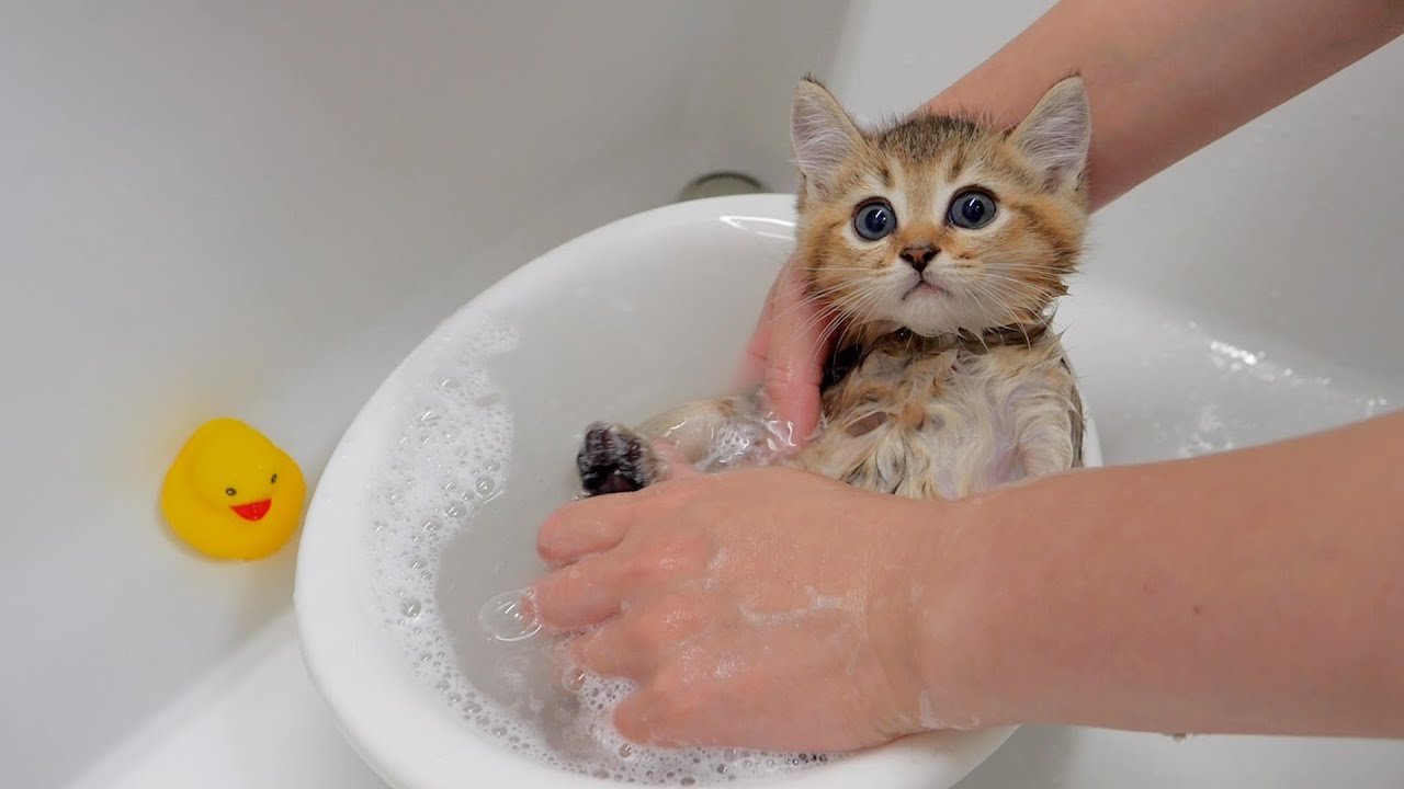 Пятеро котят удивлены тем, насколько приятно их первое купание.