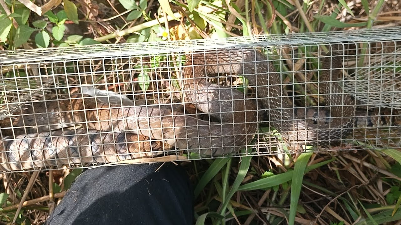 Chuyến thăm bẫy sau 10 ngày cùng a được và cái kết/snake trap in Vietnam