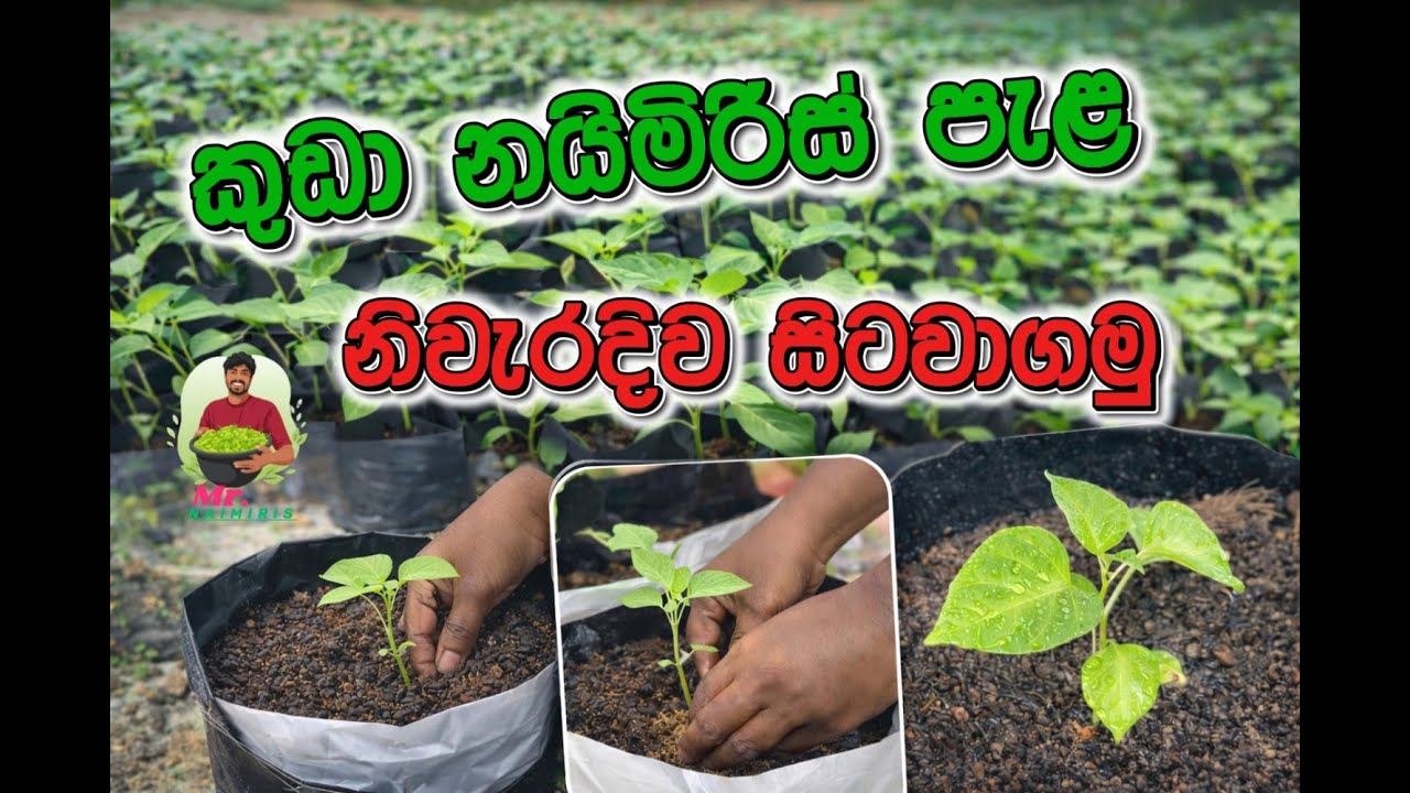 Naimiris pela niwaradiwa sitawagamu  නයිමිරිස් පැල නිවැරදිව සිටවාගමු #tranding 