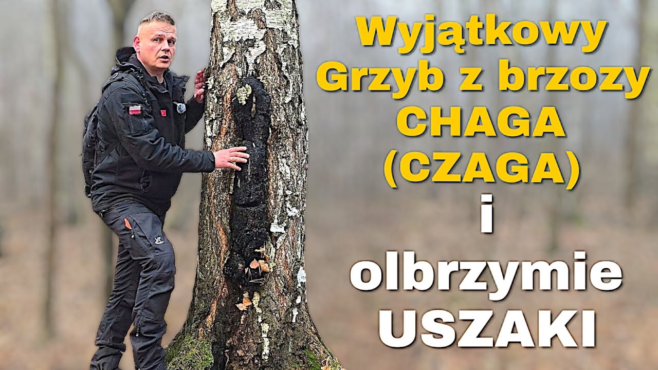 CHAGA (CZAGA) grzyb o olbrzymich możliwościach. Jest czesty i tylko w Polsce chroniony. Ciekawe ...