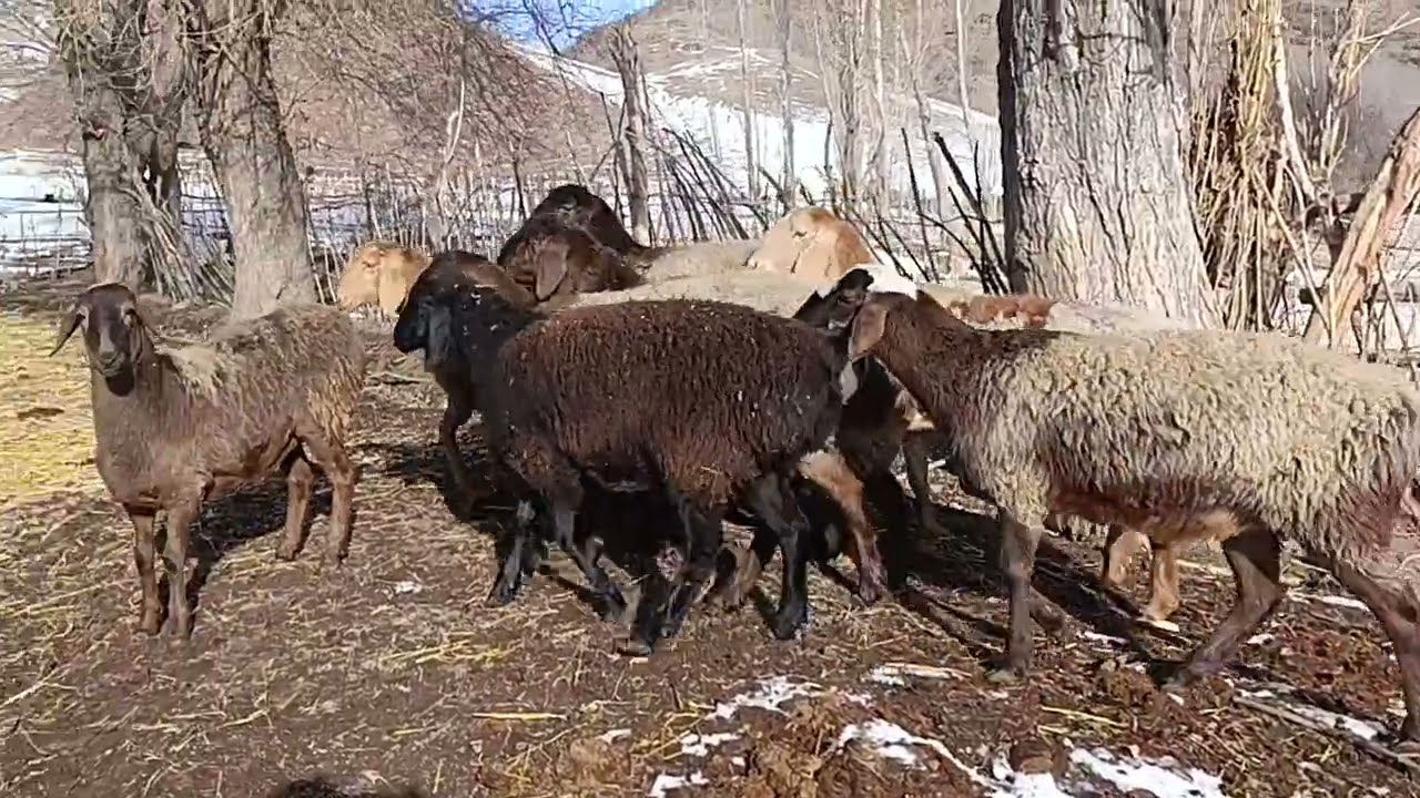 Ургаачы козулар 0700306983