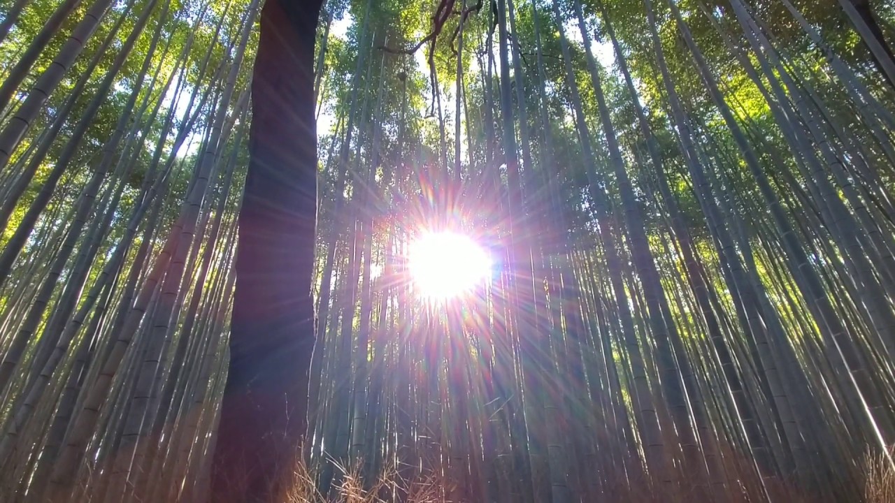 2019 Kyoto Japan Tenryuji Temple