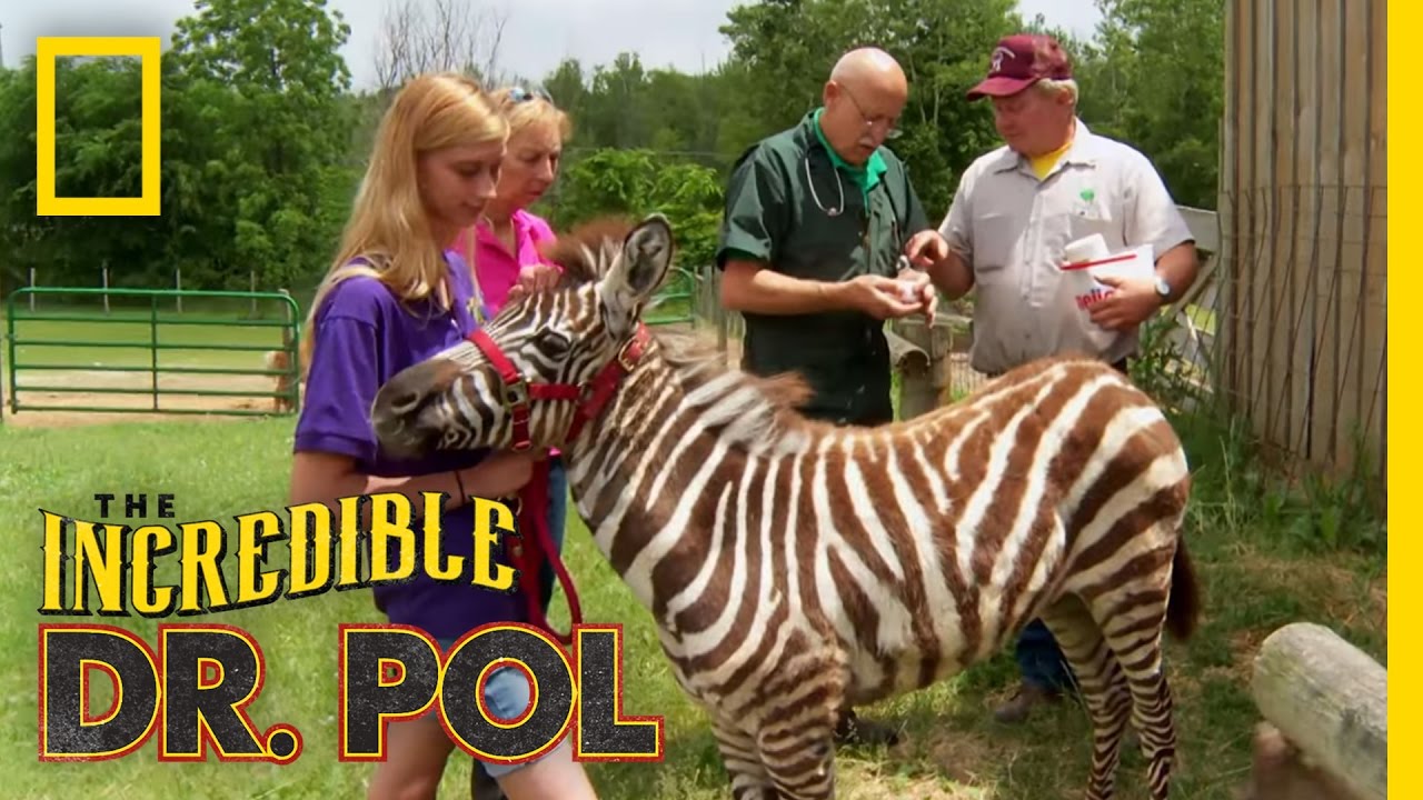 A Horse of Another Color | The Incredible Dr. Pol