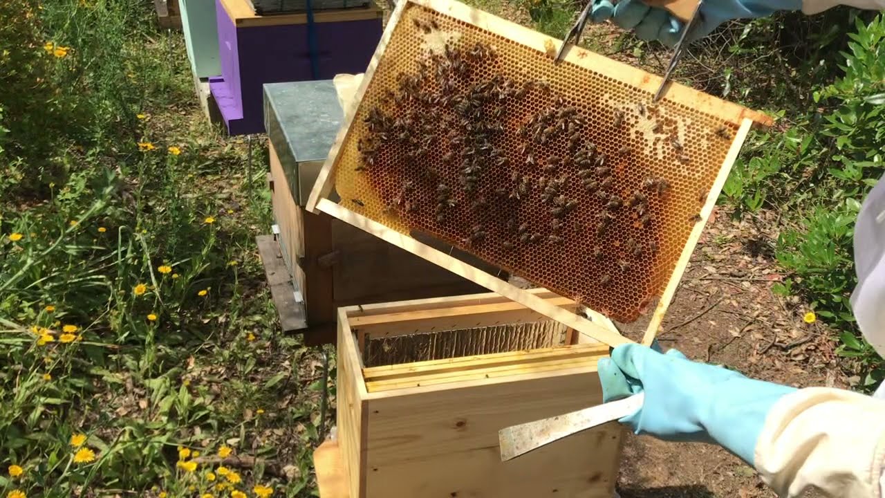 Introduction d'une reine fécondée dans un essaim artificiel
